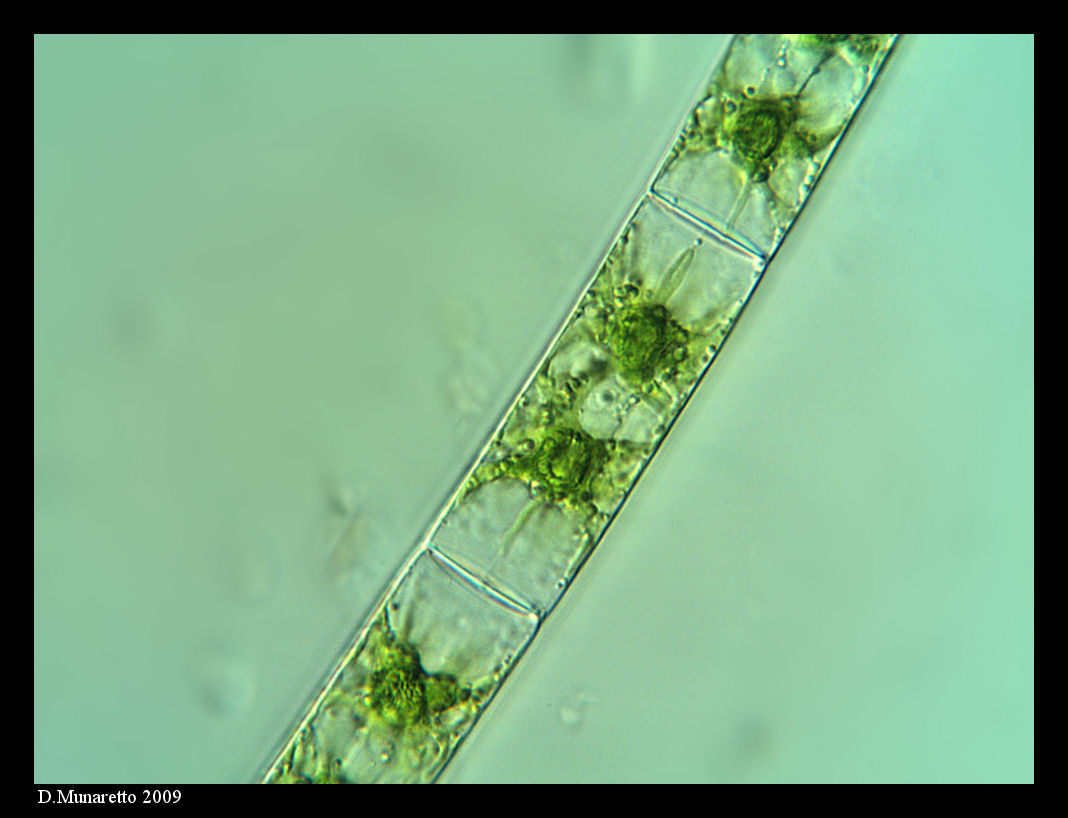 Alga...